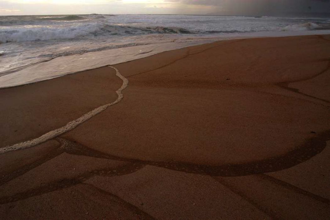 Nom de l'image : D1159179-01_(c)Norbert-JUNG — Description :